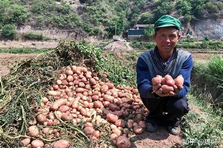 夏大豆苗期怎么管理 大豆养殖方法总结