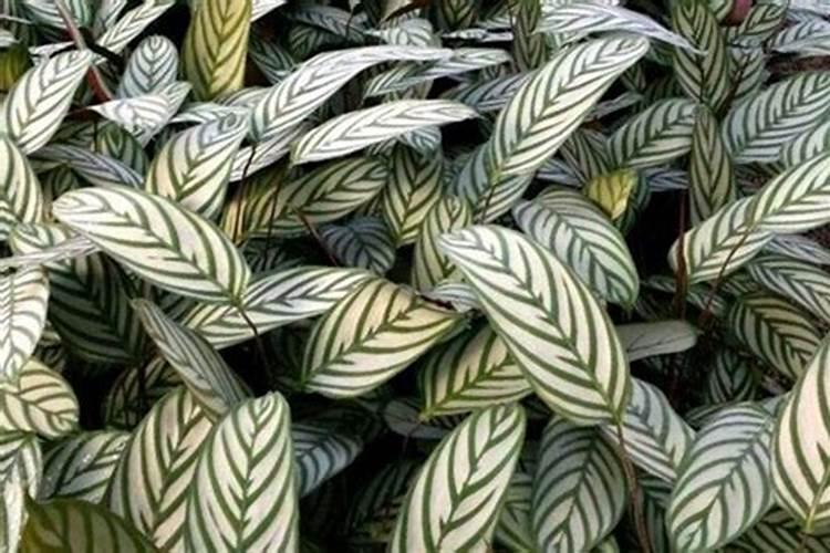 飞羽竹芋用什么肥料？