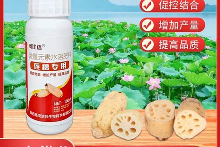 今天可以种果树吗？