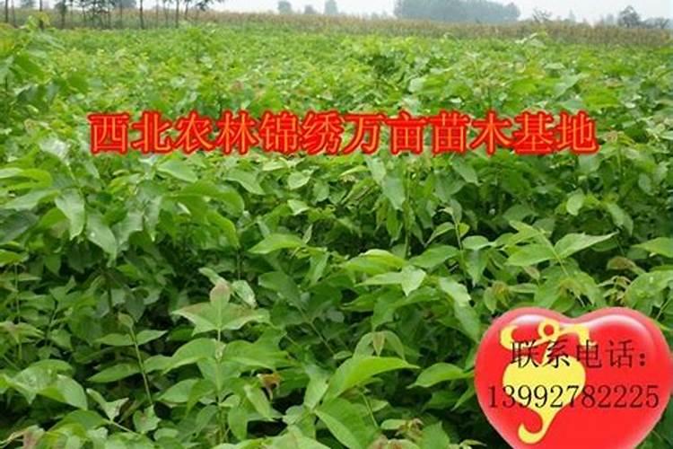 北方果树测土配方施肥中确定施肥量的基本方法有哪些？