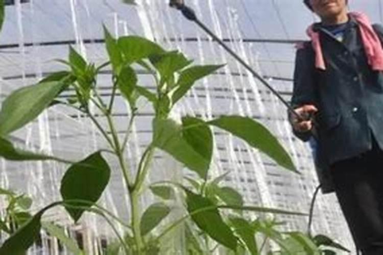 果树促花用什么叶面肥好？