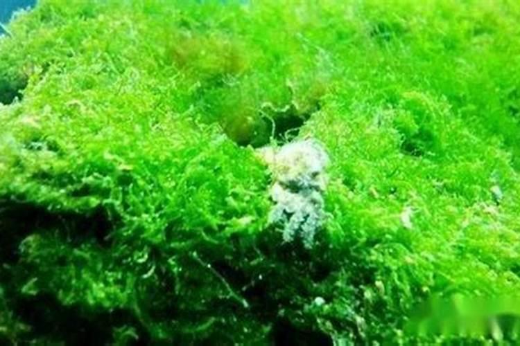 如何防治甲藻灾害