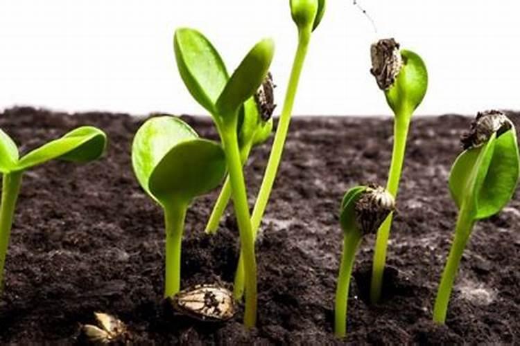 移植的树多久可以上肥 移植后的树需要多久施肥？