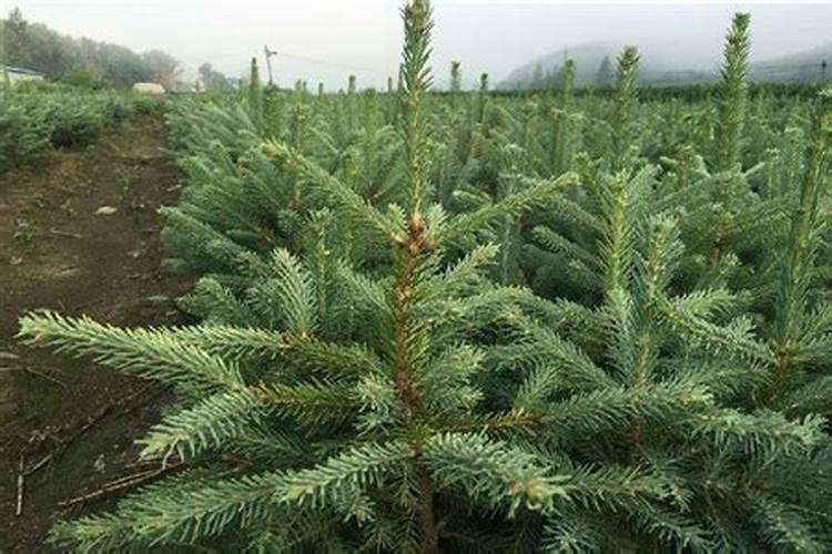 种植云杉树用什么肥料好
