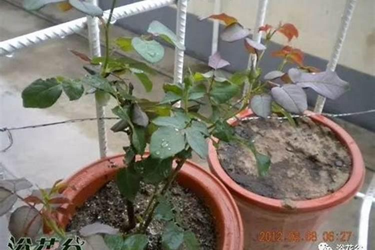 如何养好一棵月季小苗按照这6点做