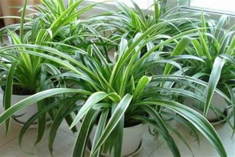 绿萝叶面施肥用什么