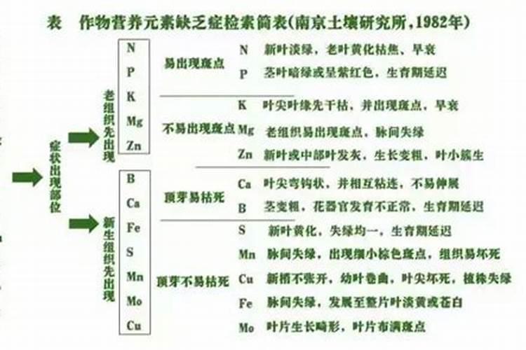 桃树缺磷的症状是什么