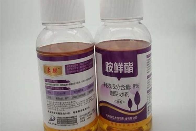 胺鲜酯及钙肥能够一起混用吗？有哪些注意事项？