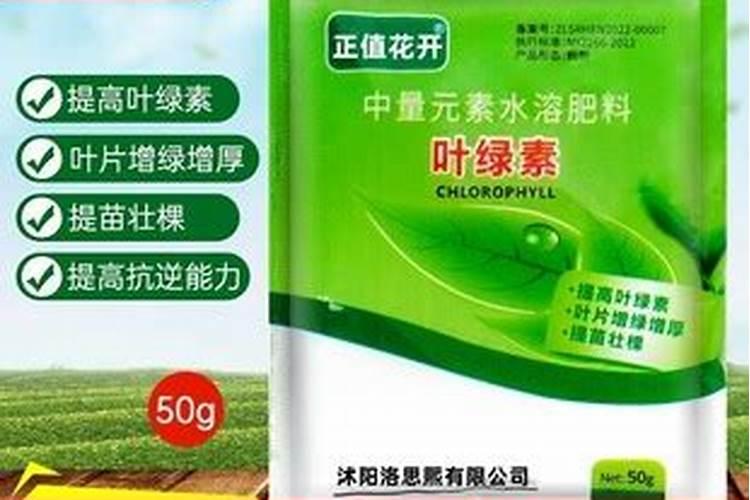 幸福树有虫该如何进行防治