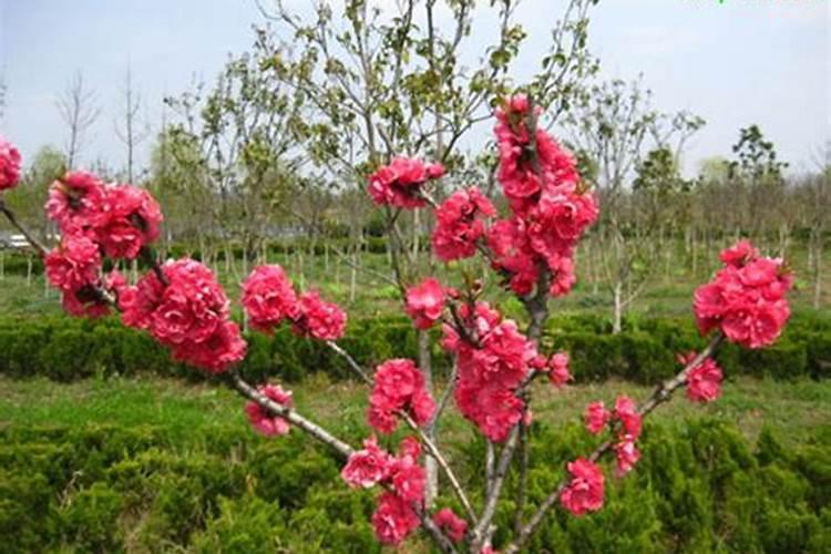 寿星桃梅盆栽如何种植和管理