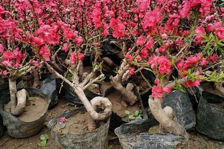 寿星桃盆景怎么养(寿桃盆栽的种植技术)