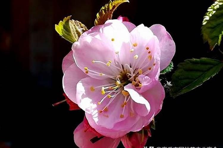 寿星桃梅耐冻吗？