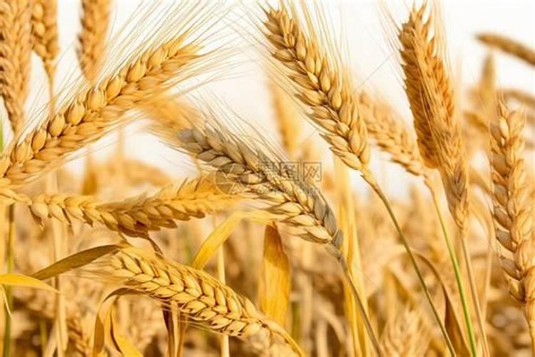 复硝酚钠生根效果,不能和什么农药混用