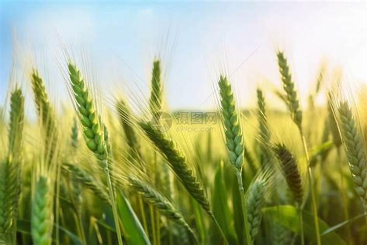 好多农作物都用了矮壮素,那么有哪些农作物是不适合用矮壮素的？