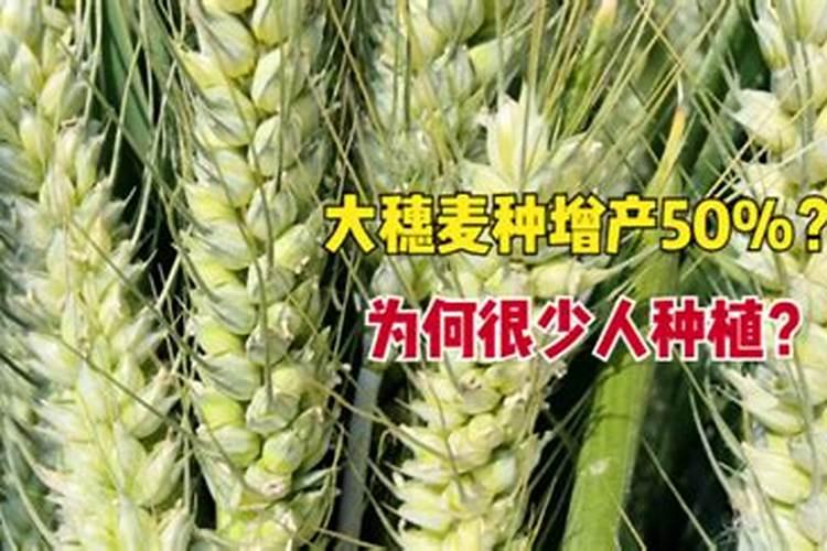 水稻抽穗扬花可以打日本富士一号稻瘟灵？