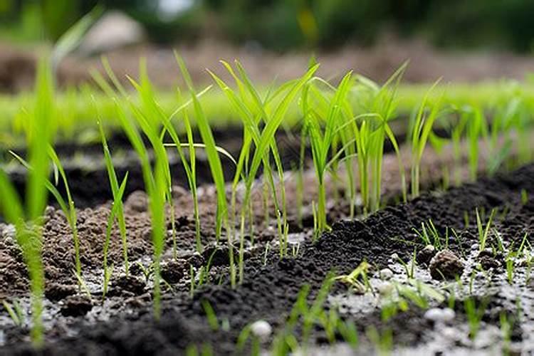 种秋葵怎么管理？