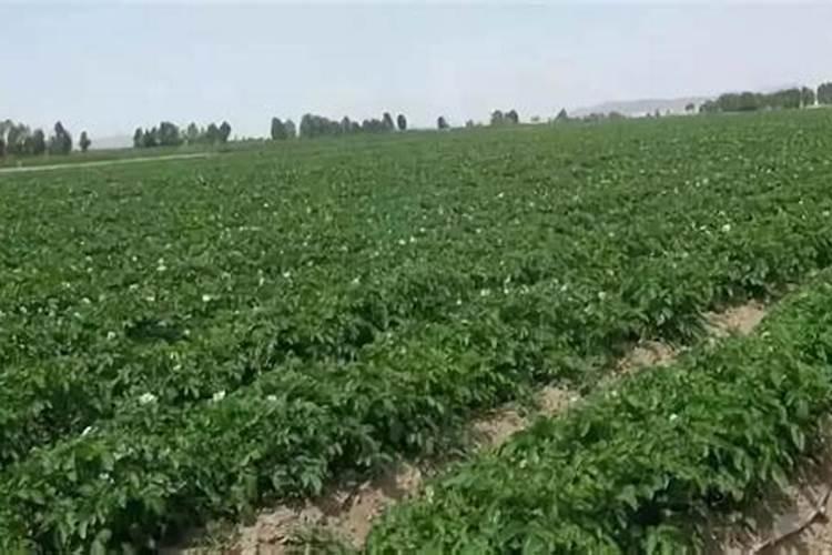 钾肥对粮食产量的影响