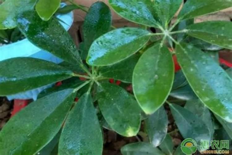 植物变黄霉运到家!这几个现象暗喻你要变穷了,要当心!