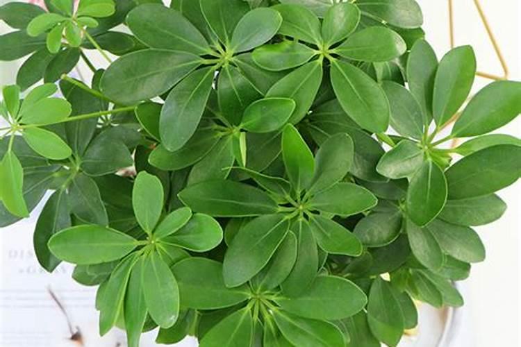 旺财植物十种家中如何摆放