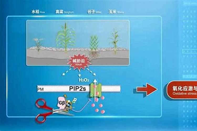 钾肥百科 钾肥的功效和作用？