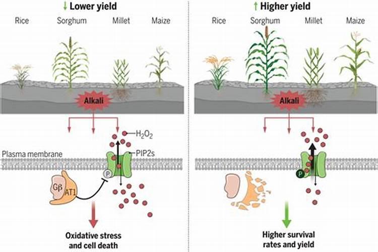 钾肥的作用是什么,为什么要施钾肥呢？