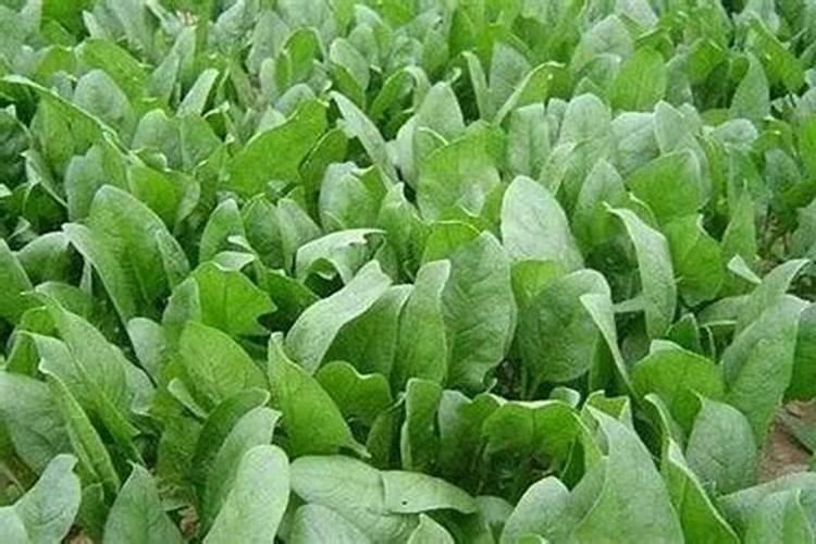 菠菜,生菜,香菜,油菜用什么肥好？