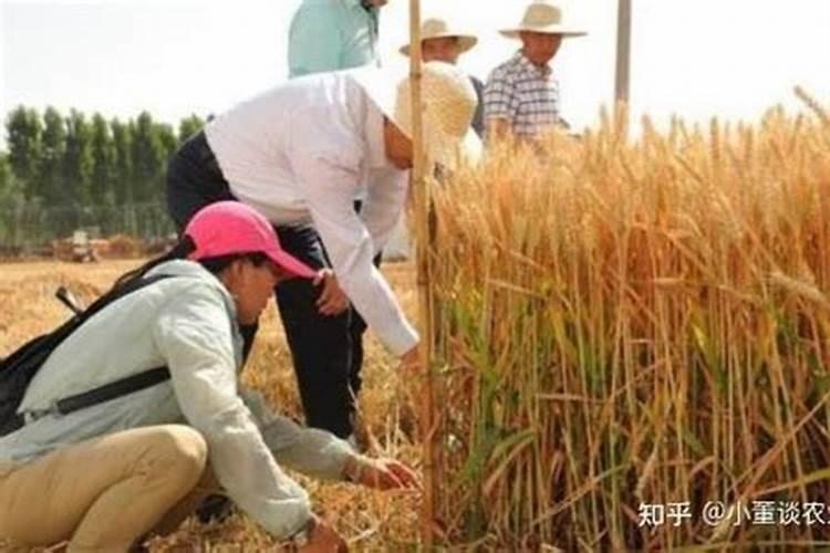 小麦拌种剂可以加芸苔素吗