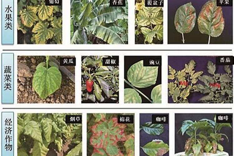 生姜种植选择什么肥料做底肥