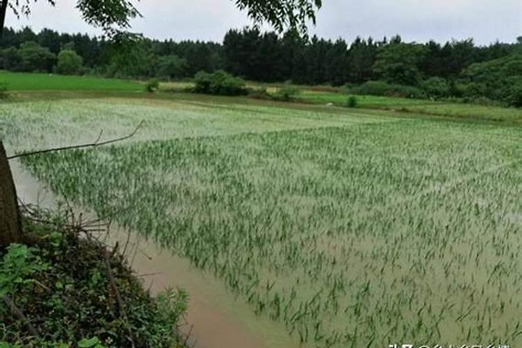 当水田处于淹水期时,不适合施用的氮肥是哪一种