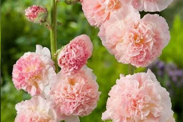 蜀葵幼苗如何越冬