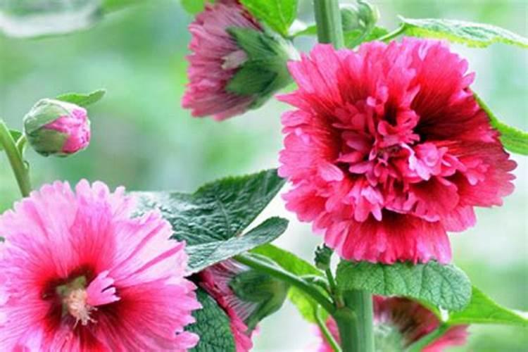 蜀葵幼苗怎样过冬