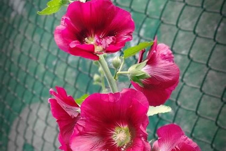 蜀葵移栽后叶子发黄