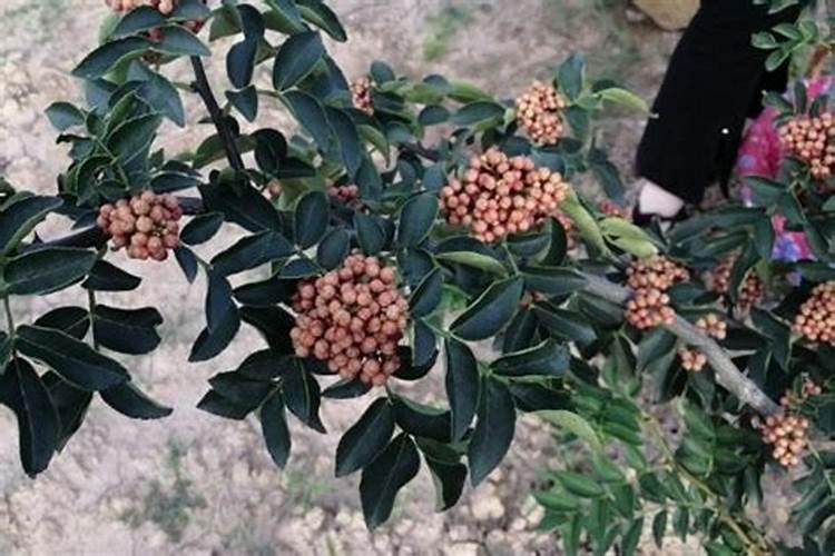 花椒树几月份施肥最佳 花椒树可以几月份施肥