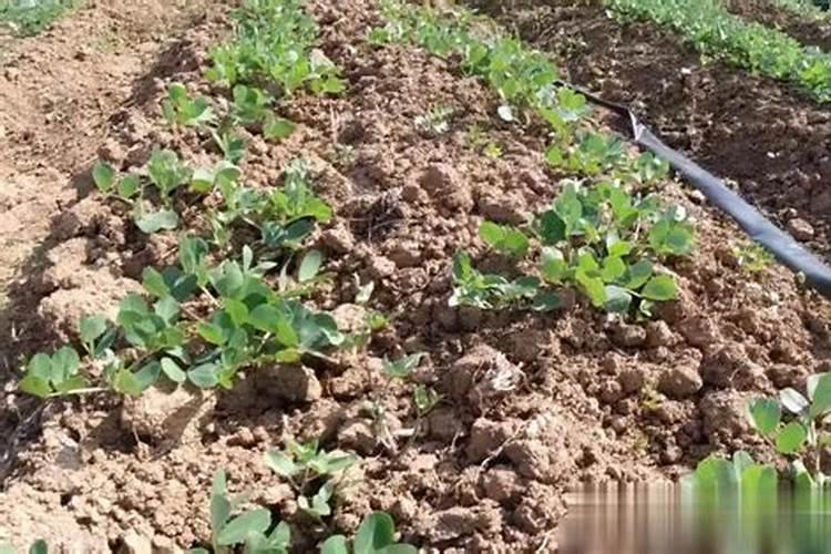 花生施肥怎么选择化肥？过磷酸钙可以吗？