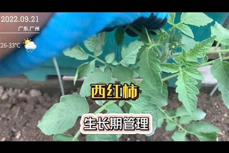 玉米施加钙肥的最佳时间 什么时候使用合适