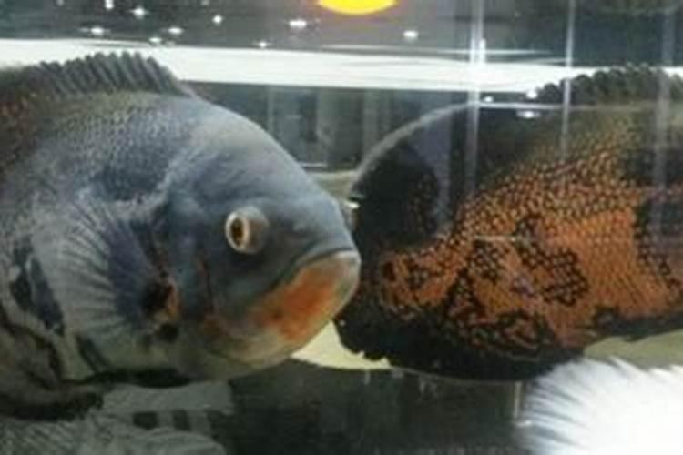 为什么鳕鱼蒸了之后有一层白色的东西？