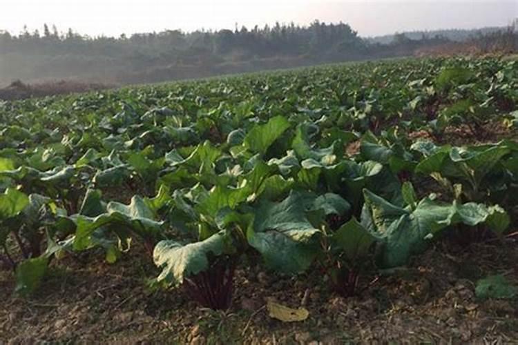 红菜苔怎么催芽种植