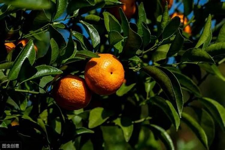 今秋沙糖橘好管理吗
