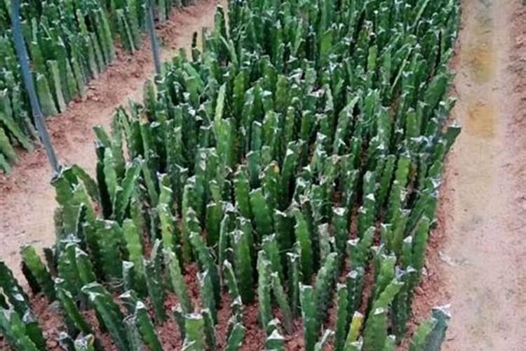 新栽的果树多久可以施肥