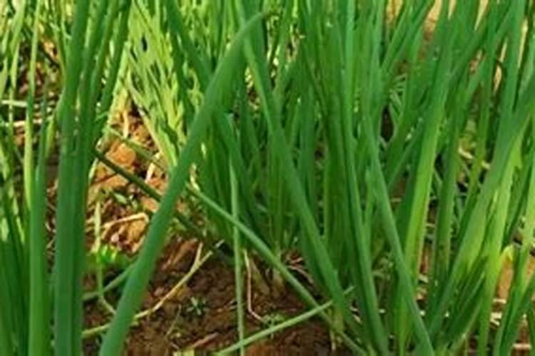 香葱怎样施肥可高产