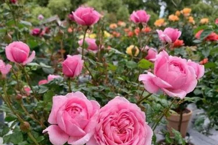 月季开花时能用尿素肥吗？