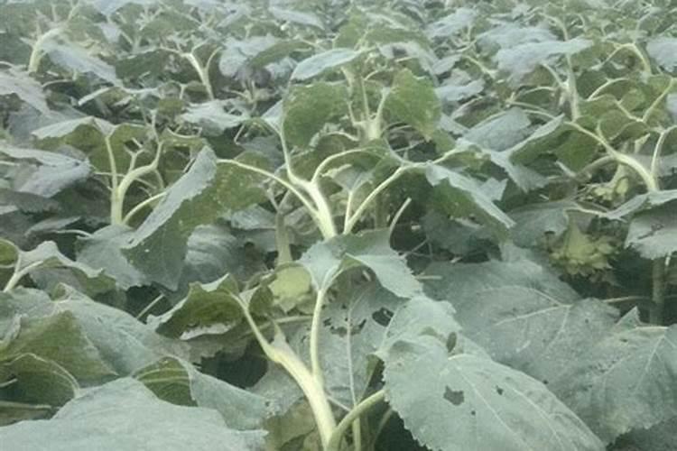 为什么适当增施磷肥对向日葵有明显增产效果？