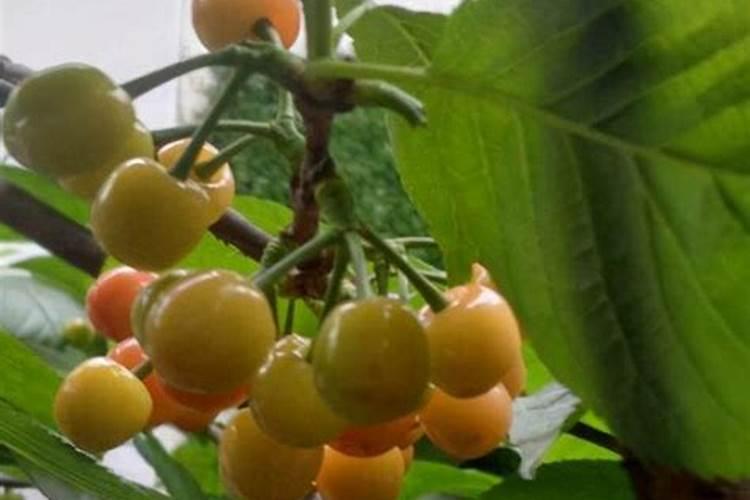 樱桃保花保果叶面喷什么好？樱桃挂果期用什么肥料吸收好？