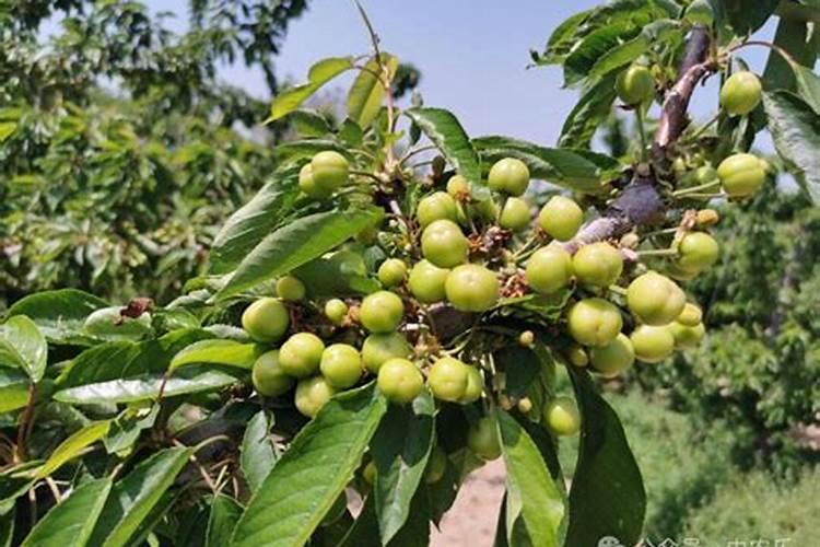 哪些激素或者药物可以提高大樱桃的坐果率？