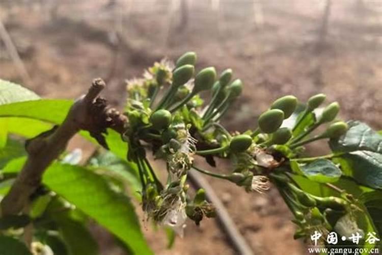 樱桃结果期冲施什么肥料好？樱桃膨果期用哪种水溶肥效果好？