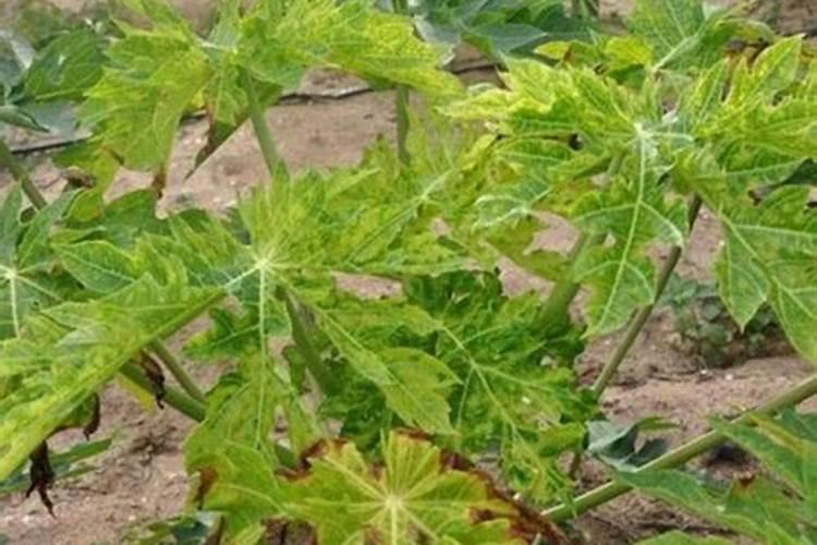 蔬菜叶面肥木醋液市场