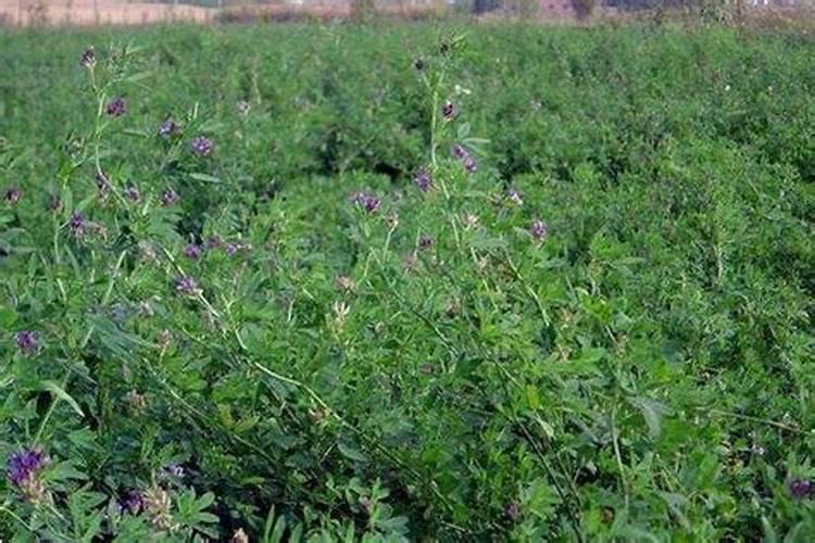 紫花苜蓿施什么肥长得快花卉百科