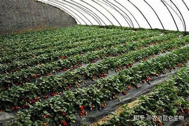 桃树膨大期专用增产叶面肥料？桃树结果期用哪种水溶肥效果好？