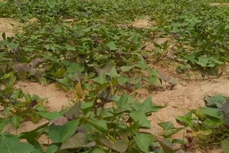种红薯怎样放肥料