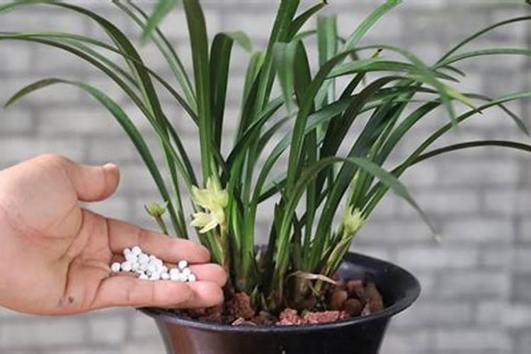 如何自制兰花磷肥让兰花开花时间更长？